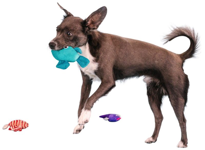 Pet | 3 Pc Fish Toys For Small Dogs Pet MULTI