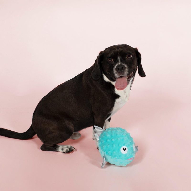 Pet | Puffed Up Pufferfish Squeaker Dog Toy Pet BLUE